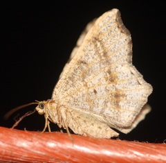 Digrammia ocellinata