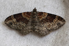 Xanthorhoe ferrugata