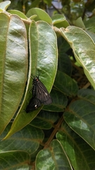 Sangalopsis microleuca