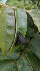 Sangalopsis microleuca