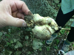 Albatrellaceae