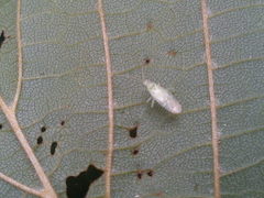 Malacocoris chlorizans