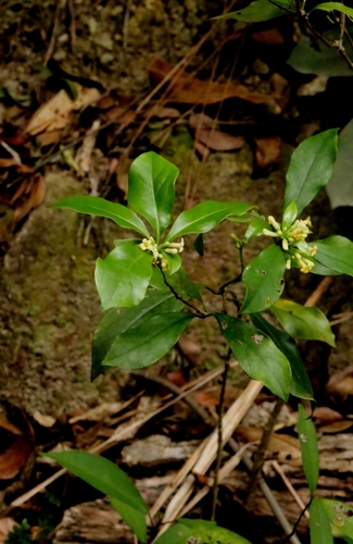 Image of Pittosporum glabratum by no rights reserved