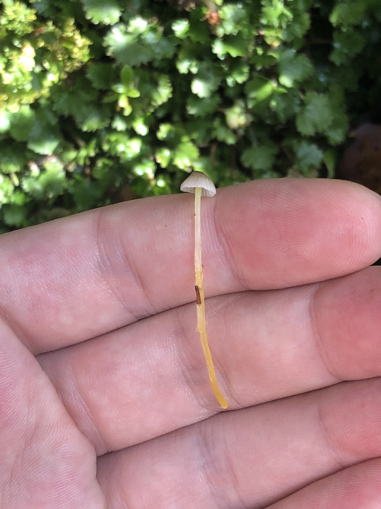 Mycena subviscosa · April 2025 · photo: © boytouchgrass (iNaturalist, cc-by)