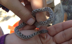 Hypsiglena ochrorhynchus