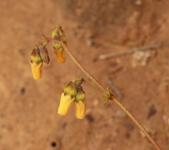 Hermannia pulverata