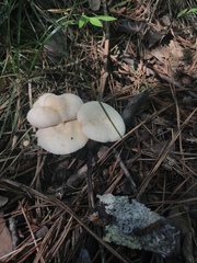 Lactarius subplinthogalus