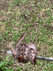 Palau Bevel-Nosed Boa photo 5