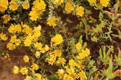 Oedera humilis