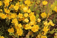 Oedera humilis