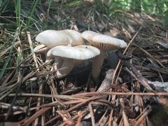 Lactarius subplinthogalus