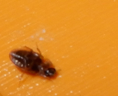 Heterocerus intermuralis