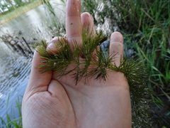 Ceratophyllum submersum