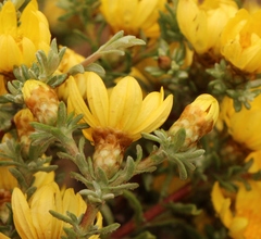 Oedera humilis