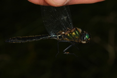 Somatochlora alpestris