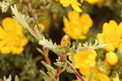 Oedera humilis