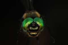 Somatochlora alpestris