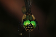 Somatochlora alpestris