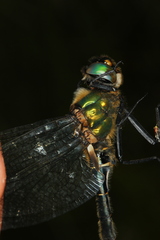 Somatochlora alpestris