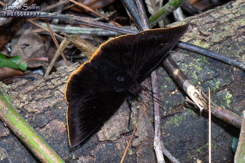 Aethilla chiapa