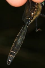 Somatochlora alpestris