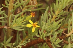 Senecio cotyledonis