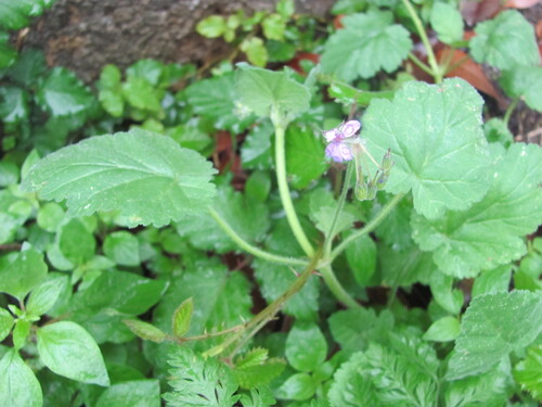 Mediterranean stork's bill (Erodium malacoides)