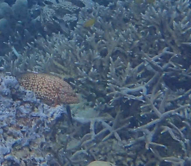 Bluespot Cod