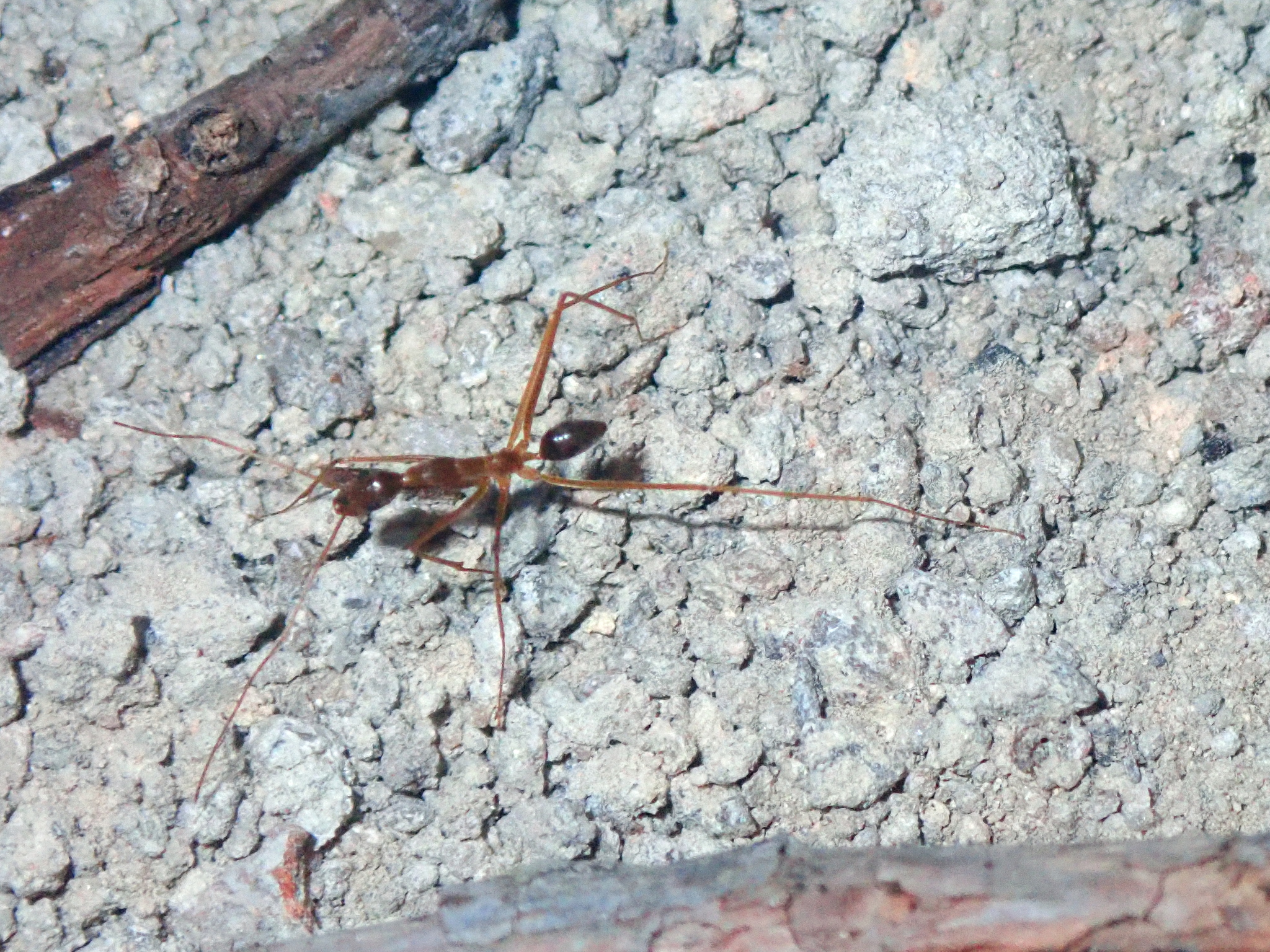 Leptomyrmex relictus