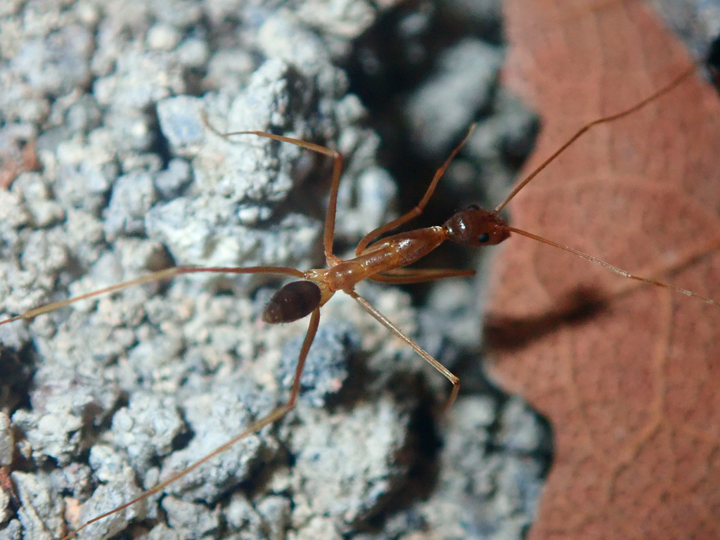 Relict Spider Ant