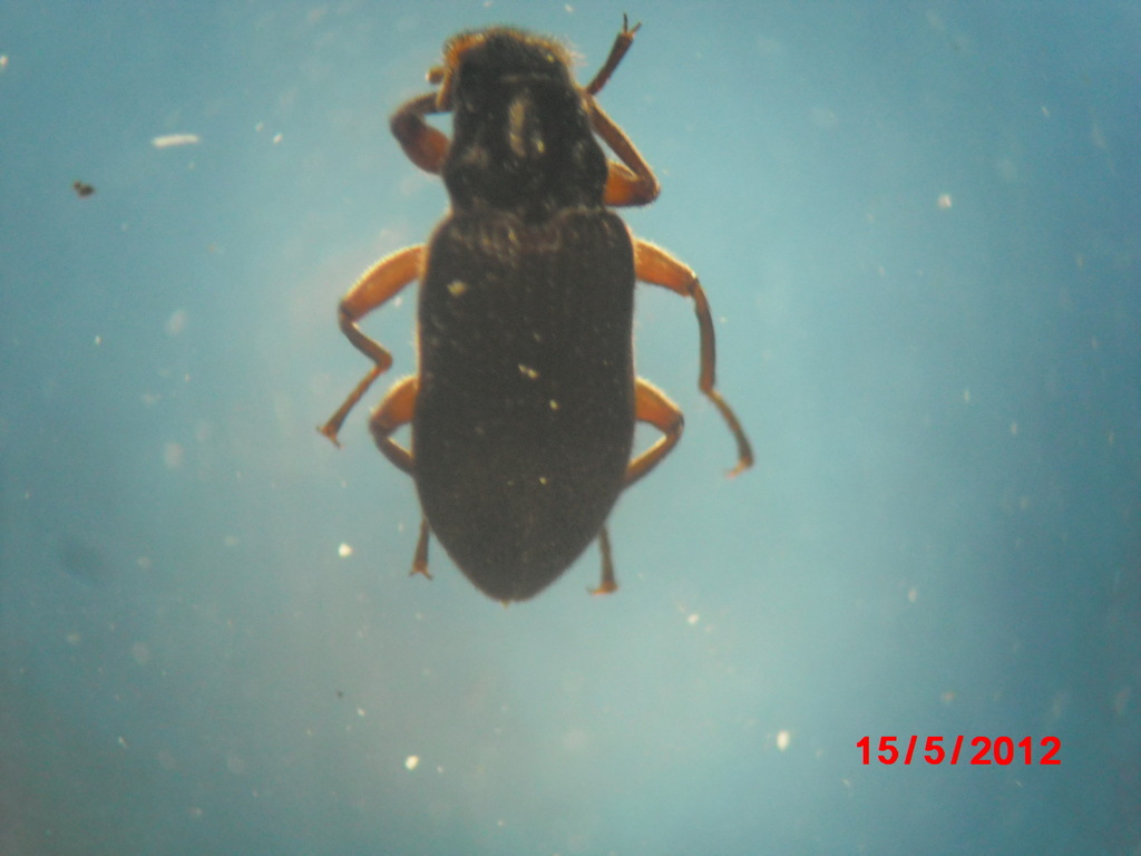 Phanocerus clavicornis