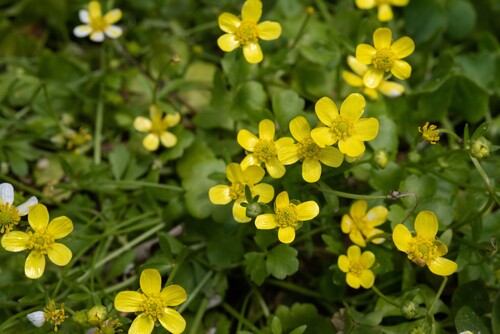 Ranunculus ternatus iNat (2)