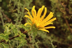 Berkheya spinosa