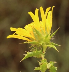 Berkheya spinosa