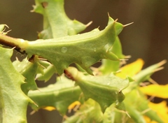 Berkheya spinosa