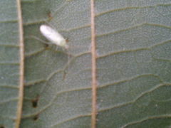 Malacocoris chlorizans