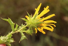 Berkheya spinosa