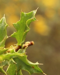 Berkheya spinosa