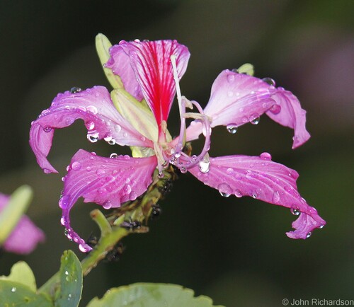 Bauhinia purpurea, photographed by an iNaturalist contributor