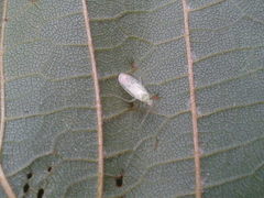 Malacocoris chlorizans