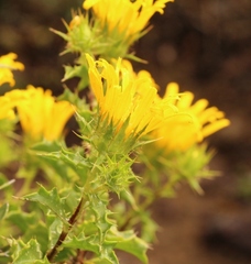 Berkheya spinosa