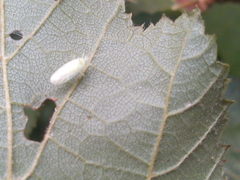 Malacocoris chlorizans