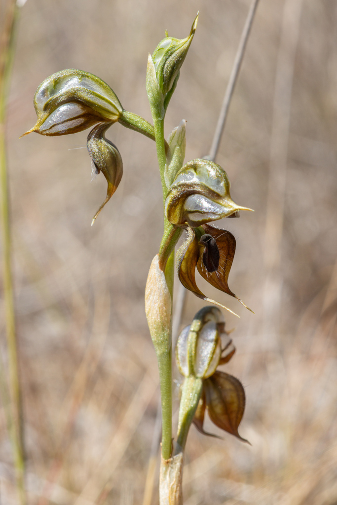 Pterostylis cheraphila