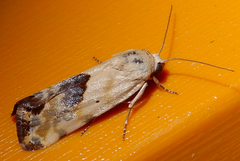 Ponometia candefacta