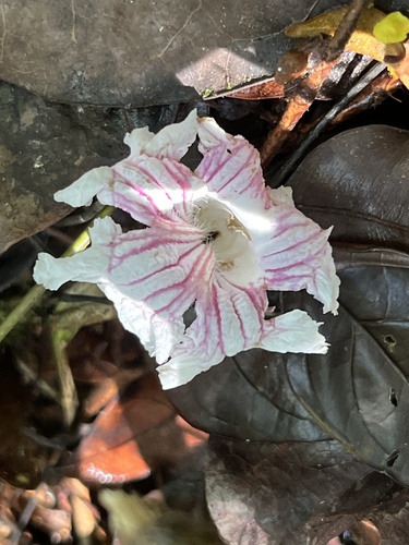 Sparattosperma catingae