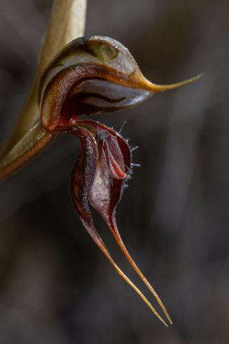 Floodplain Rustyhood (Pterostylis cheraphila)