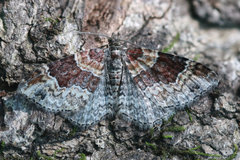 Xanthorhoe ferrugata