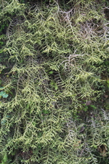 Lepicolea attenuata
