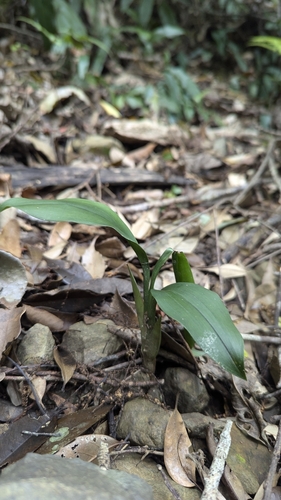 Image of Cymbidium lancifolium by (c) Cheng-Te Hsu, some rights reserved (CC BY)