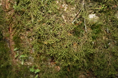 Lepicolea attenuata